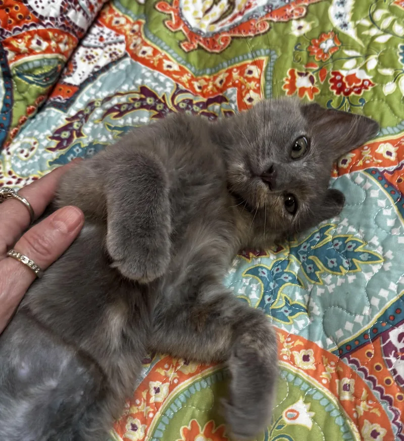 A baby small-sized female Buff / Tan / Fawn Domestic Short Hair cat named Misty for adoption in san antonio, TX