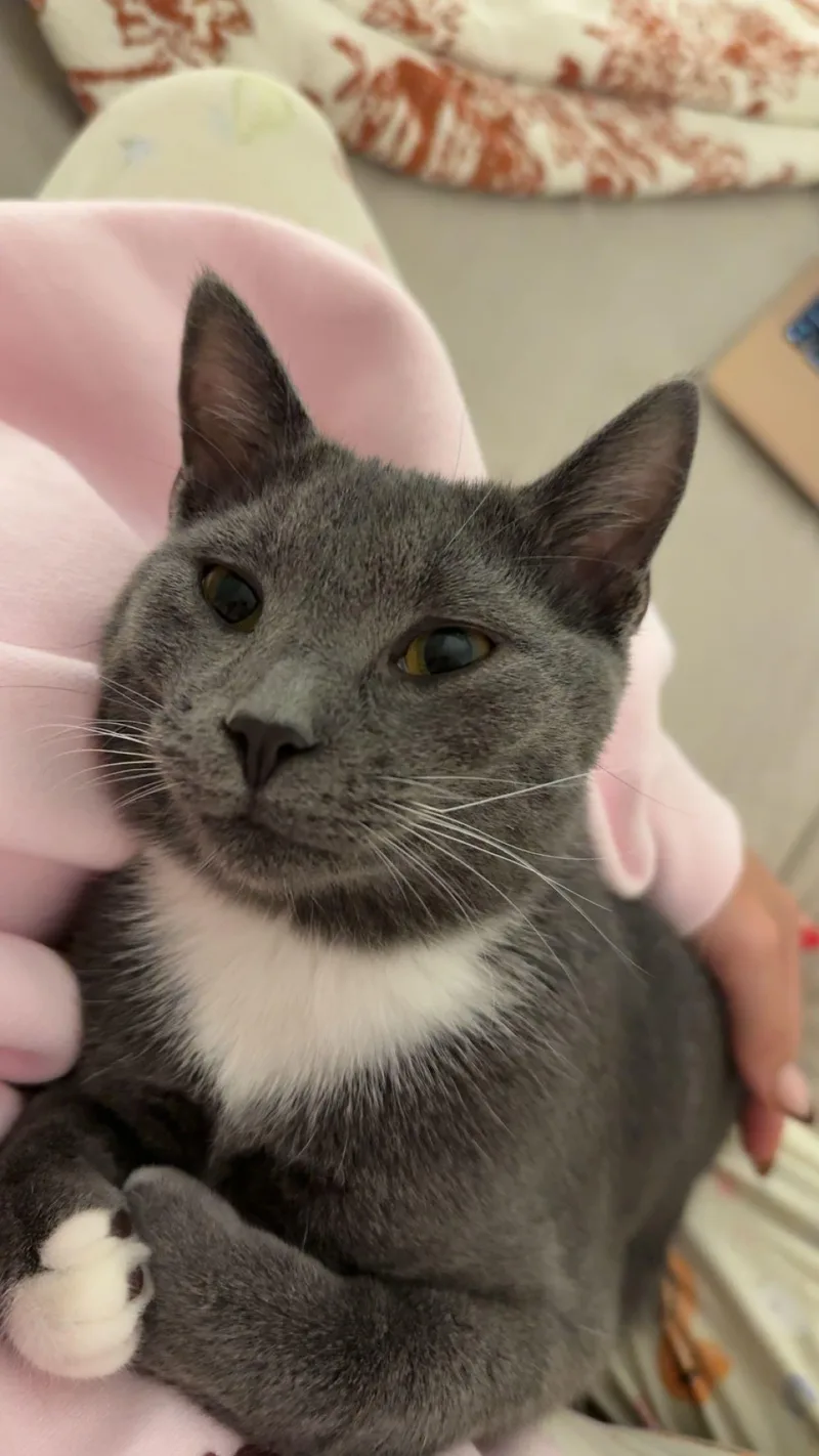 A baby medium-sized male Gray & White Tuxedo cat named Pop Socket for adoption in Columbia, SC
