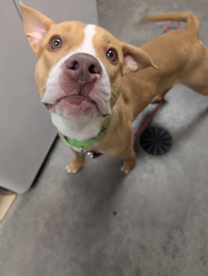 A young medium-sized male Golden Pit Bull Terrier dog named Scotty for adoption in Renfrew, PA