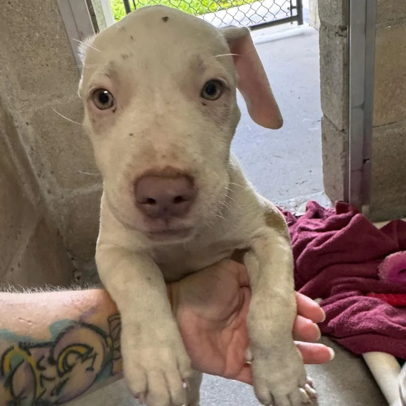 A baby medium-sized female White / Cream Terrier dog named Kitana for adoption in Clearwater, FL