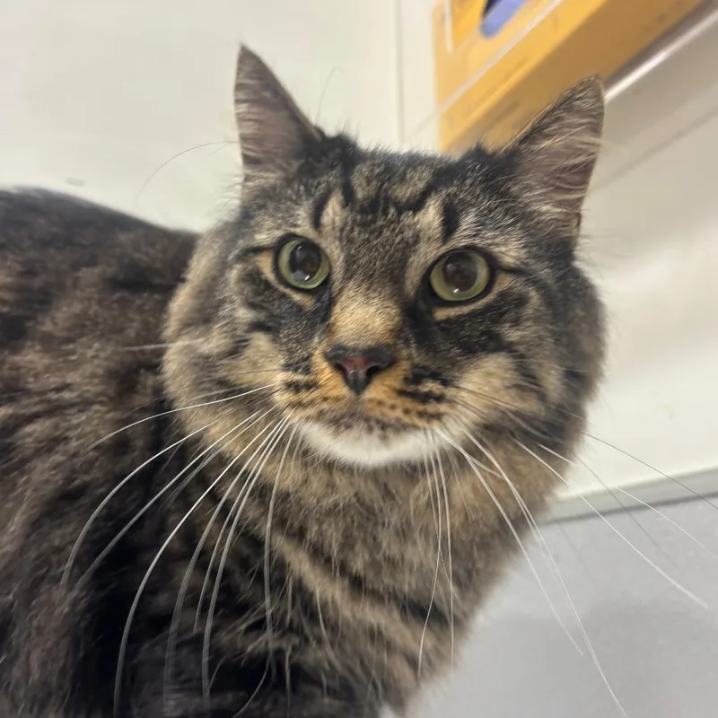 A senior large-sized male Black Domestic Long Hair cat named Shere Khan for adoption in Tampa, FL