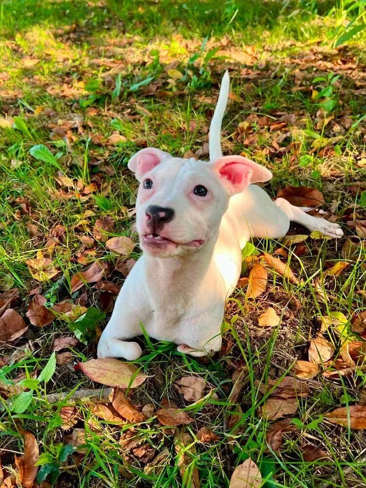 A baby small-sized female White / Cream Mixed Breed dog named Ruby Roo for adoption in Milton, DE