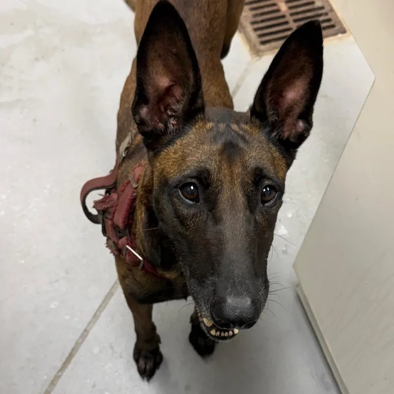 An adult medium-sized female Brown / Chocolate Mixed Breed dog named StrayFortBenningRoad for adoption in Columbus, GA
