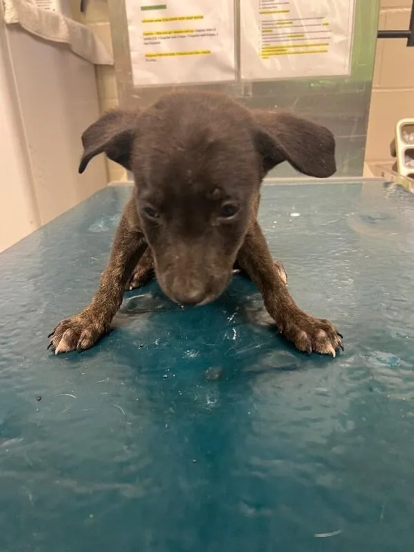A young small-sized male Black German Shepherd Dog dog named August for adoption in Mobile, AL