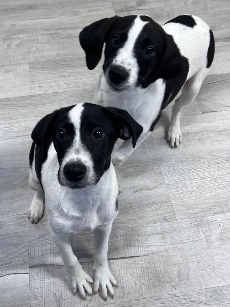 A baby medium-sized male Mixed Breed dog named Rex for adoption in Ellijay, GA