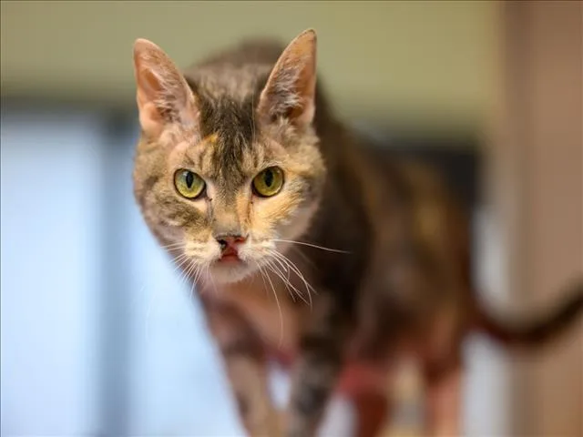 A senior small-sized female Domestic Short Hair cat named Mimi for adoption in Santa Fe, NM