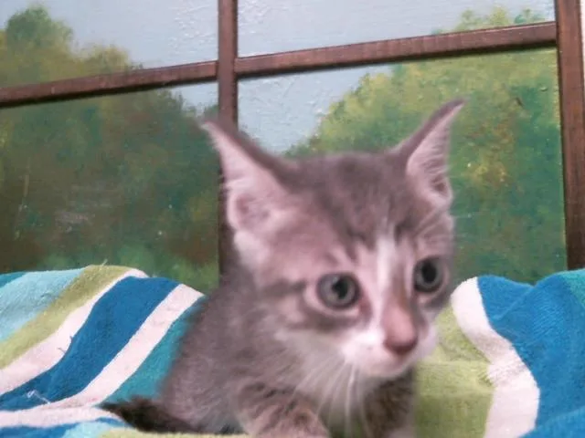 A baby small-sized female Domestic Short Hair cat named Page for adoption in Houston, TX