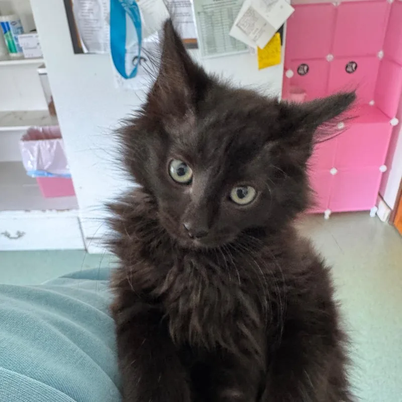 Max