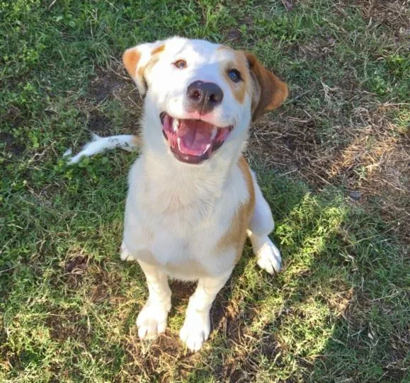 A young medium-sized male Staffordshire Bull Terrier dog named Norman for adoption in Houston, TX