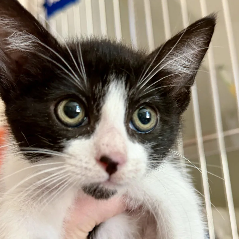 A baby small-sized female Black Domestic Short Hair cat named Bucket for adoption in Oakland, CA