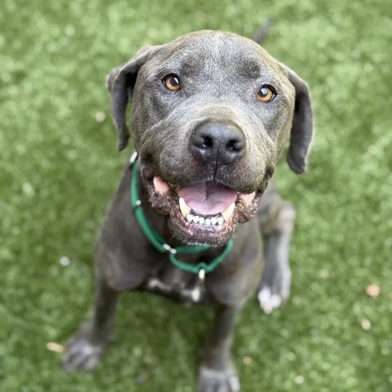 An adult medium-sized female Gray / Blue / Silver Pit Bull Terrier dog named Rain for adoption in Greensboro, NC