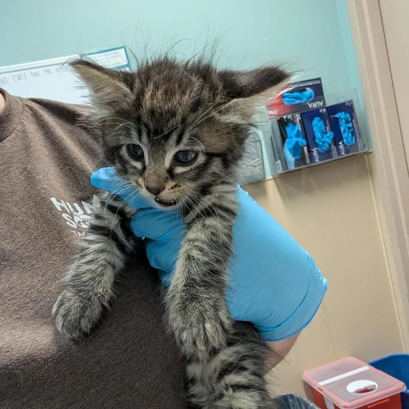 A baby small-sized female Brown / Chocolate Domestic Medium Hair cat named Lumier for adoption in Tacoma, WA