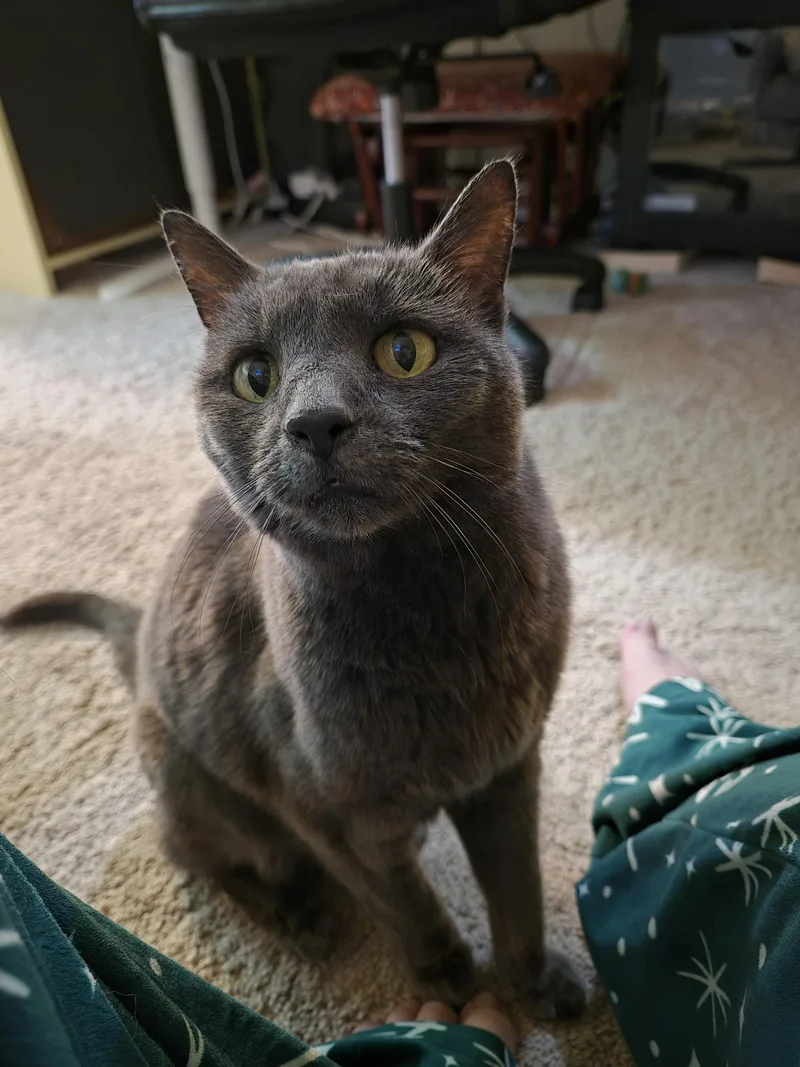 A senior medium-sized female Domestic Short Hair cat named Rosemary for adoption in Bethel Park, PA