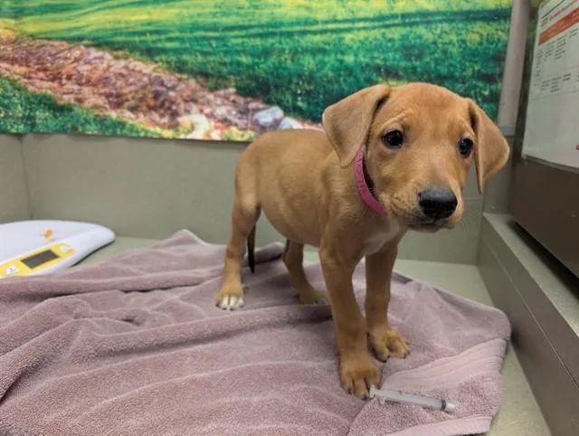 A baby small-sized female Labrador Retriever dog named Ditto for adoption in Moreno Valley, CA