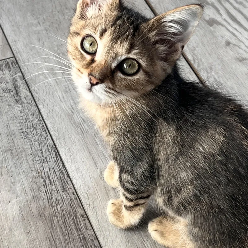 A baby small-sized male Tabby (Brown / Chocolate) Domestic Short Hair cat named Scotty for adoption in Bellmawr, NJ