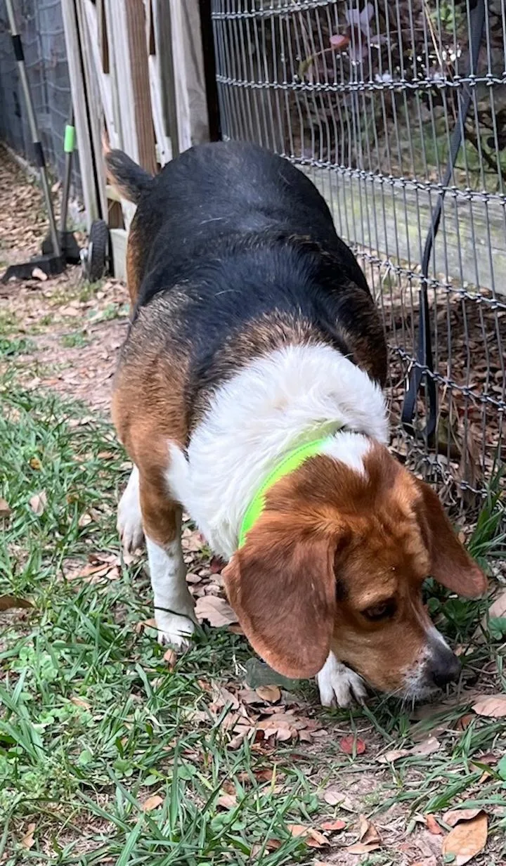 Brinkley