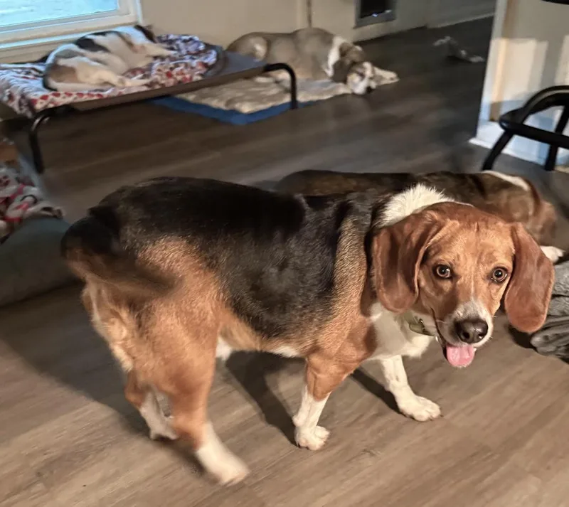 Brinkley thumbnail 3