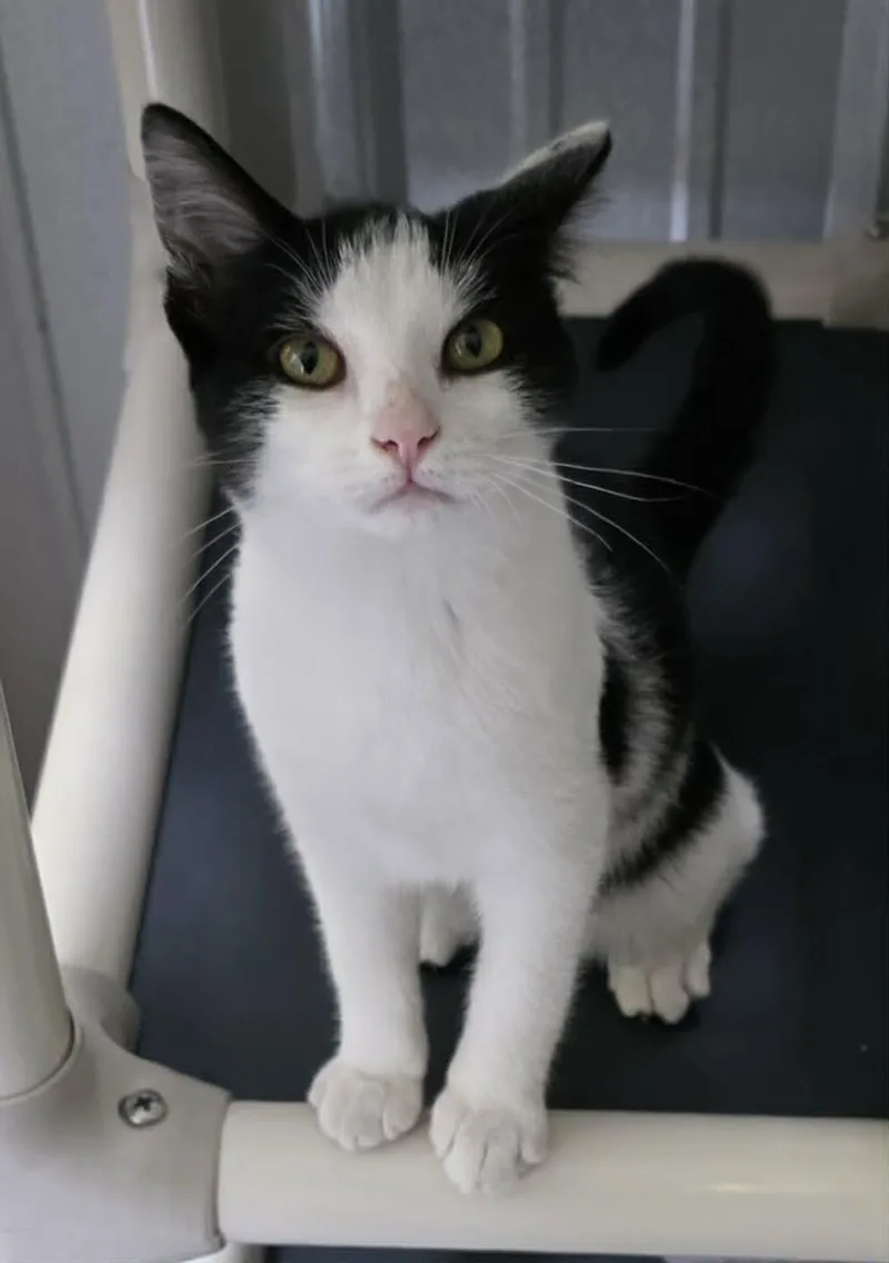 A young medium-sized female Black & White / Tuxedo Domestic Short Hair cat named Annie for adoption in Woodsfield, OH