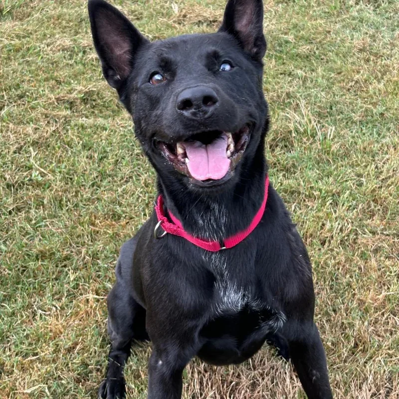 An adult medium-sized female Black Mixed Breed dog named Luna for adoption in League City, TX
