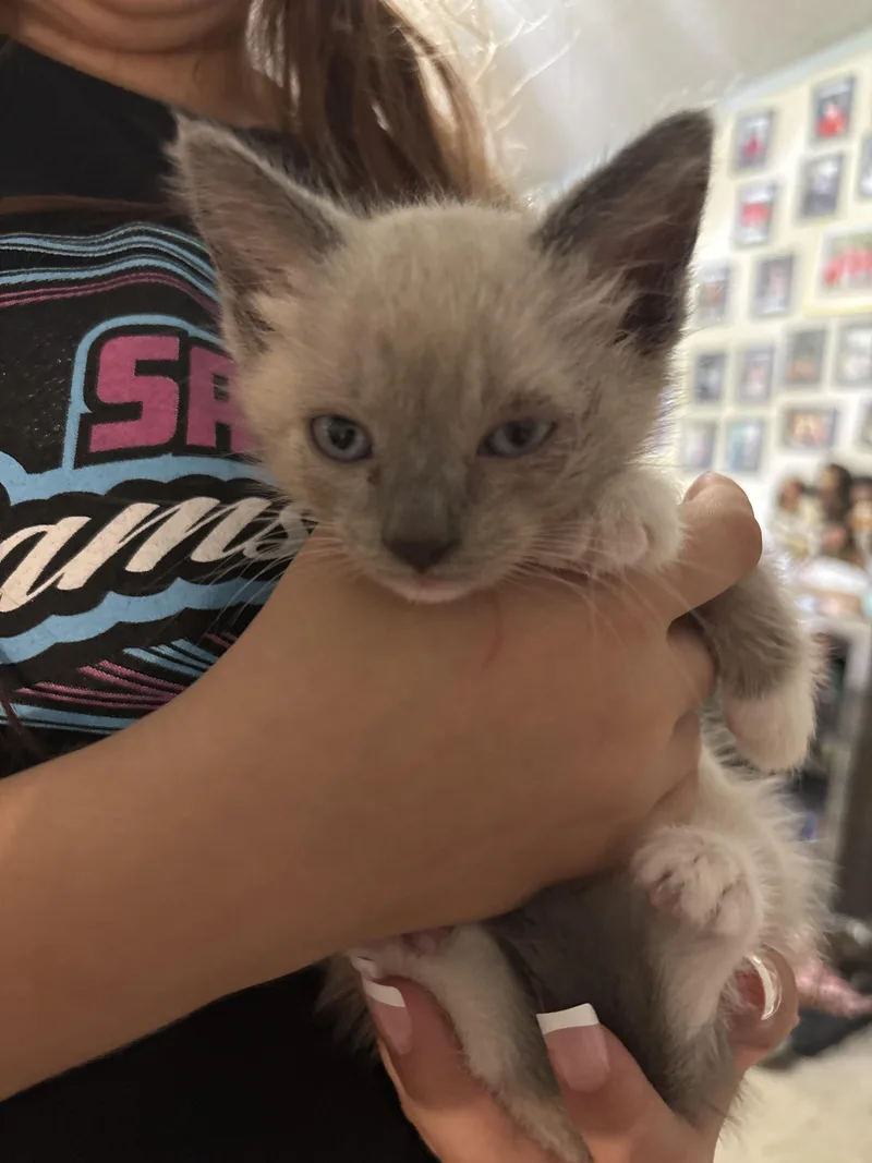 A baby small-sized female Siamese cat named Arial for adoption in Randolph, AL