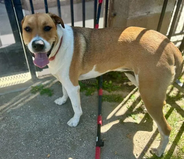 A young small-sized female Boxer dog named Obi for adoption in Riverside, CA