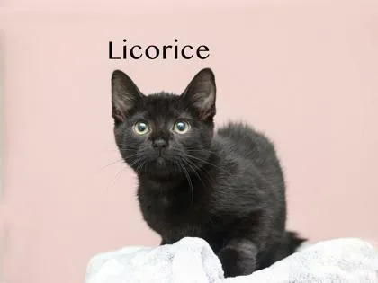 A baby small-sized female Domestic Short Hair cat named Licorice for adoption in Parma, OH
