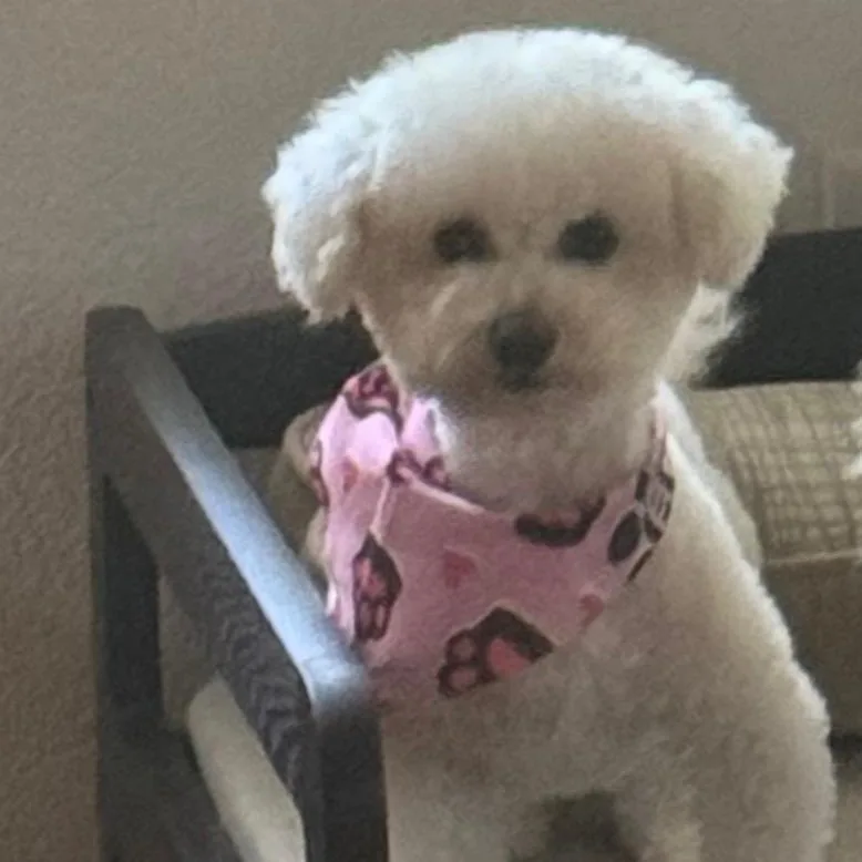 A senior small-sized female White / Cream Bichon Frise dog named Bluey for adoption in Fort Myers, FL