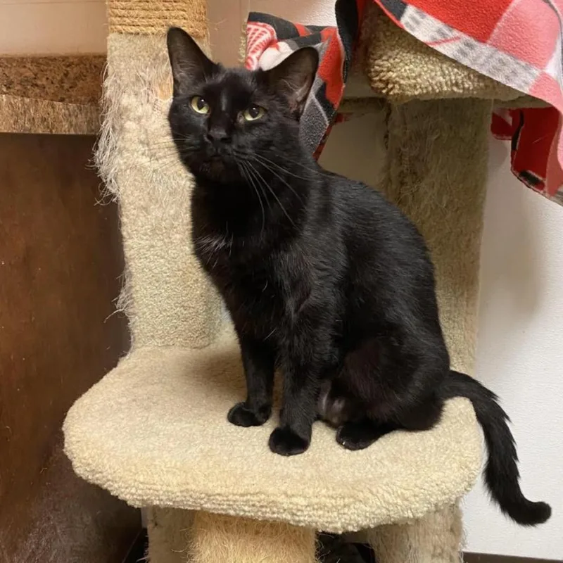A senior small-sized female Black Domestic Short Hair cat named Shadow for adoption in Fulton, TX