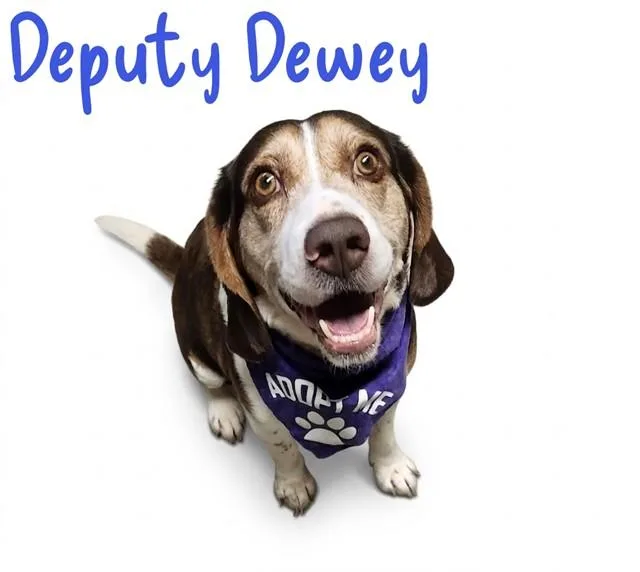 An adult medium-sized male Brown / Chocolate Beagle dog named Deputy Dewey for adoption in Mansfield, OH