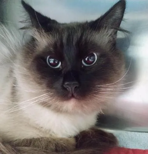 An adult small-sized male Domestic Long Hair cat named Ozzy for adoption in Alameda, CA