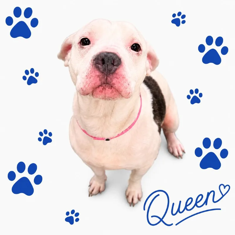 Queen