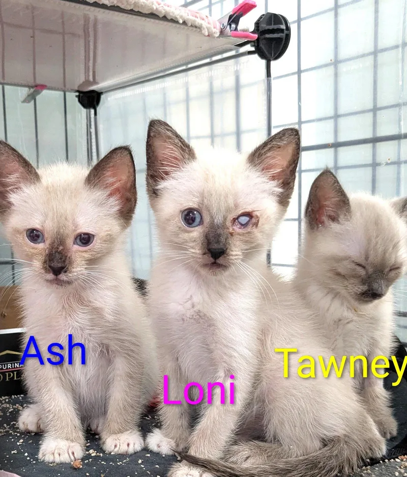 Ash thumbnail 2