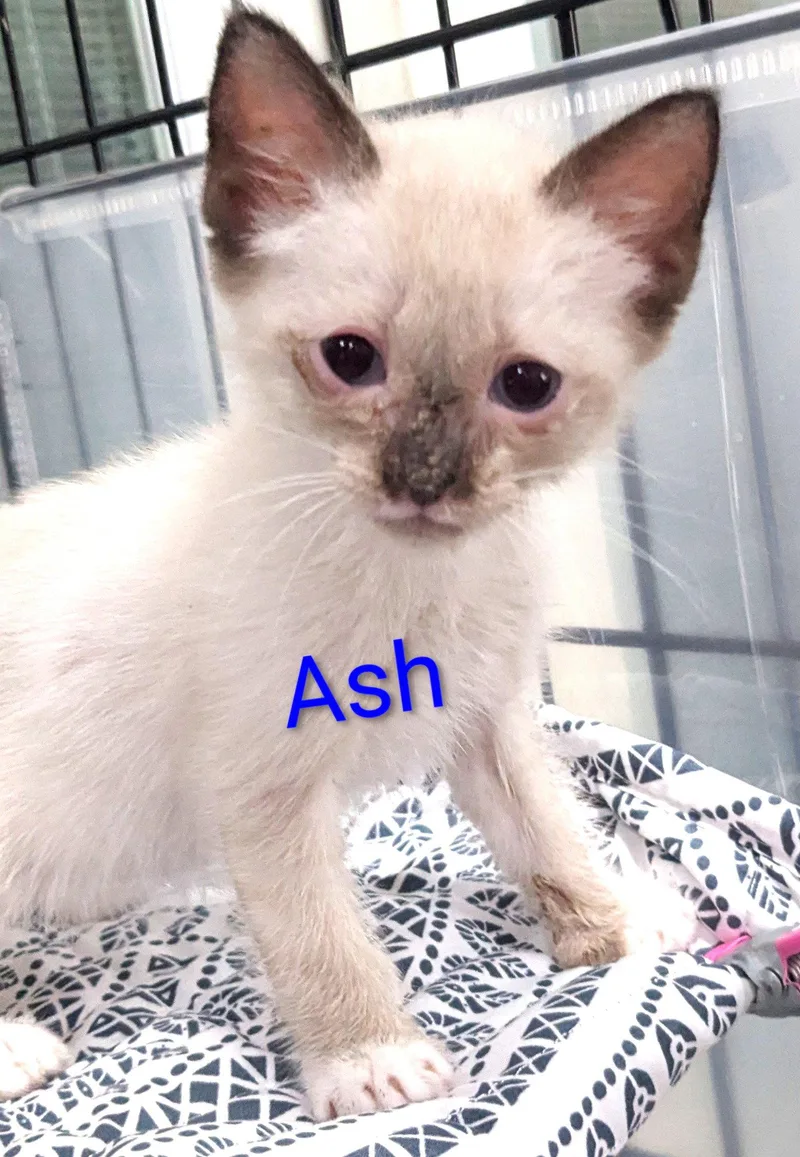 Ash thumbnail 3