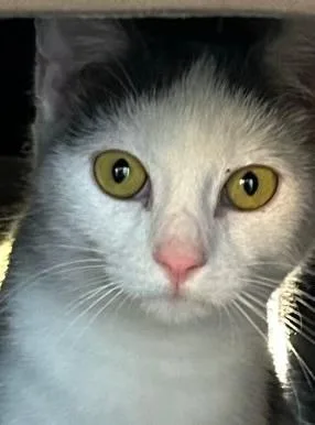 A baby medium-sized female Black & White / Tuxedo Domestic Short Hair cat named Athena for adoption in Franklin, WV