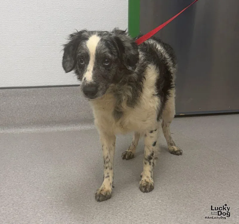 A young small-sized male Poodle dog named Rascal for adoption in Washington, DC