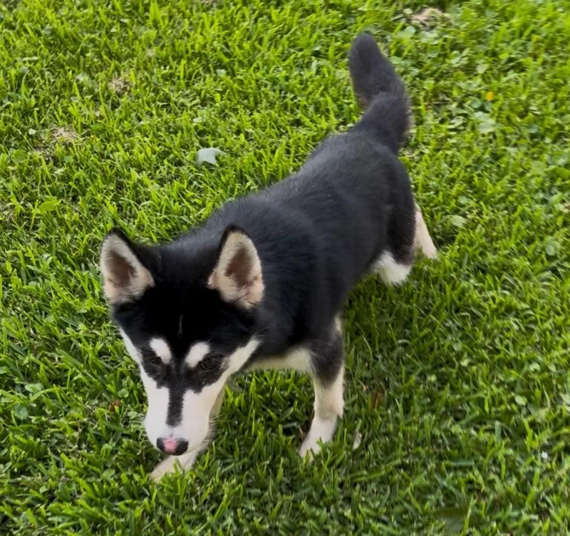 A baby medium-sized male Black Husky dog named Bandit for adoption in Houston, TX