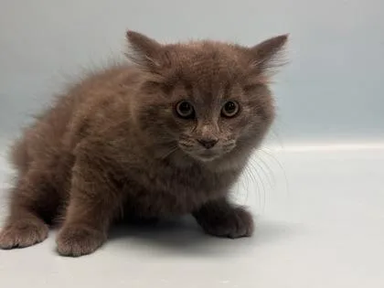 A baby small-sized female Domestic Medium Hair cat named New Balance for adoption in Golden Valley, MN