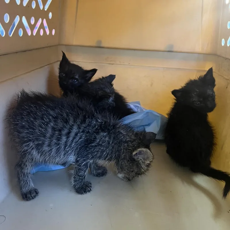 A baby small-sized female Black Domestic Short Hair cat named Small World for adoption in Los Angeles, CA