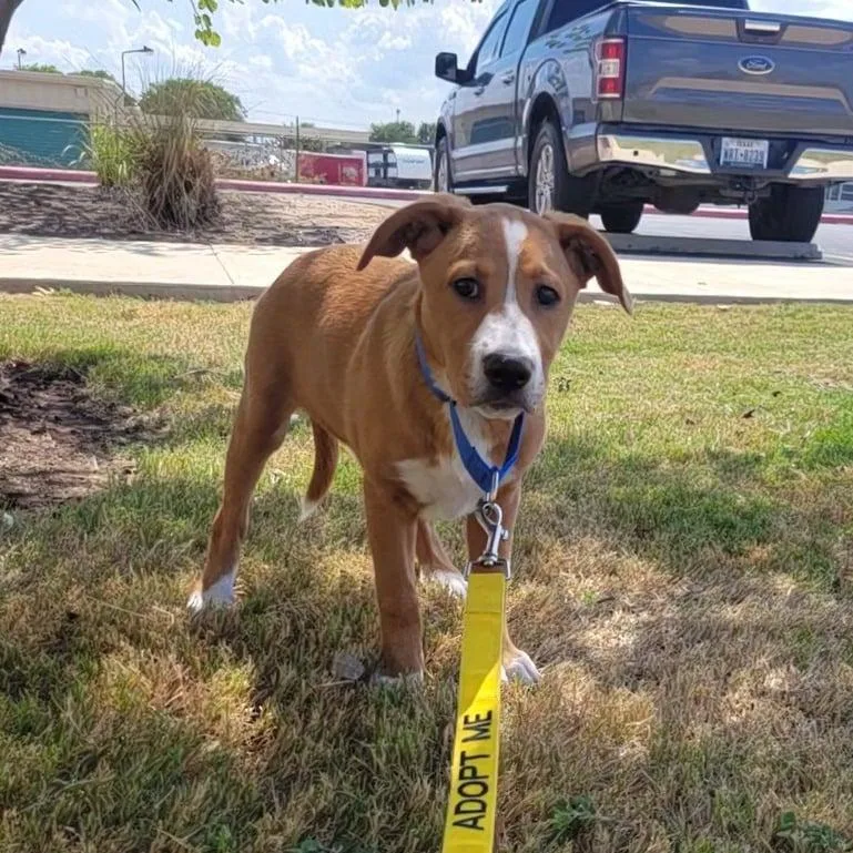 A baby medium-sized male White / Cream Australian Shepherd dog named Clyde SH for adoption in Austin, TX