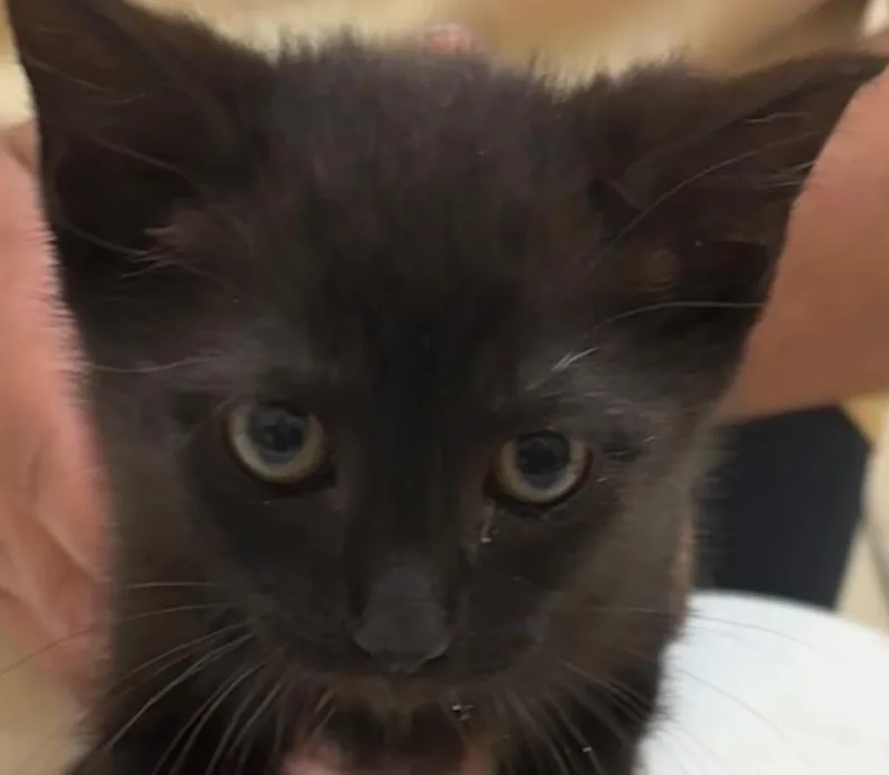 A baby small-sized male Domestic Short Hair cat named Rider for adoption in Elizabethton, TN