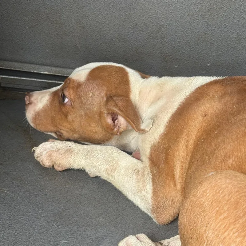 A baby small-sized female Brown / Chocolate Terrier dog named Josie for adoption in Montgomery, AL