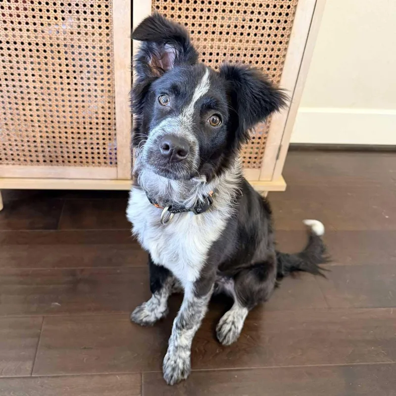 A baby medium-sized male Australian Cattle Dog / Blue Heeler dog named Tito for adoption in Houston, TX