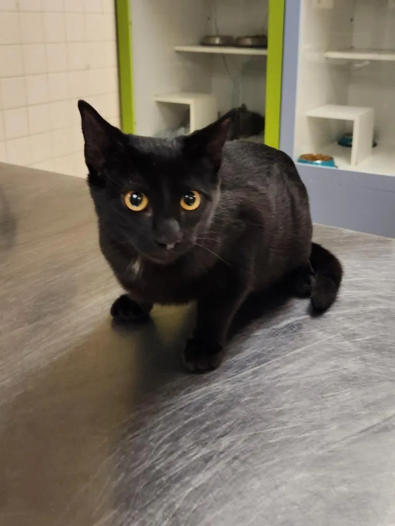 A young medium-sized male Domestic Short Hair cat named Cat Condo Winston for adoption in Greenville, TX