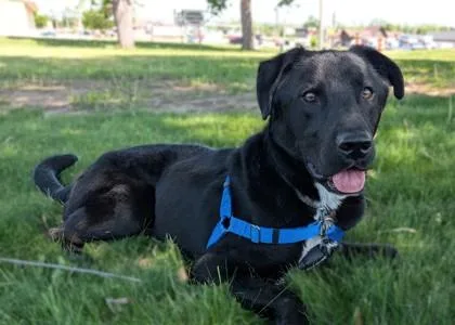 An adult medium-sized male Labrador Retriever dog named Shadow for adoption in Baraboo, WI