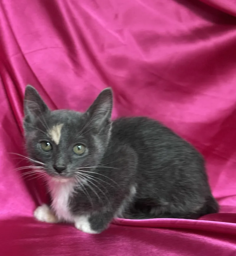 Lilly thumbnail 3