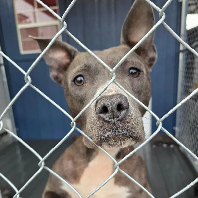 An adult medium-sized female Gray / Blue / Silver Mixed Breed dog named Precious Aka Kathy for adoption in Hinesville, GA