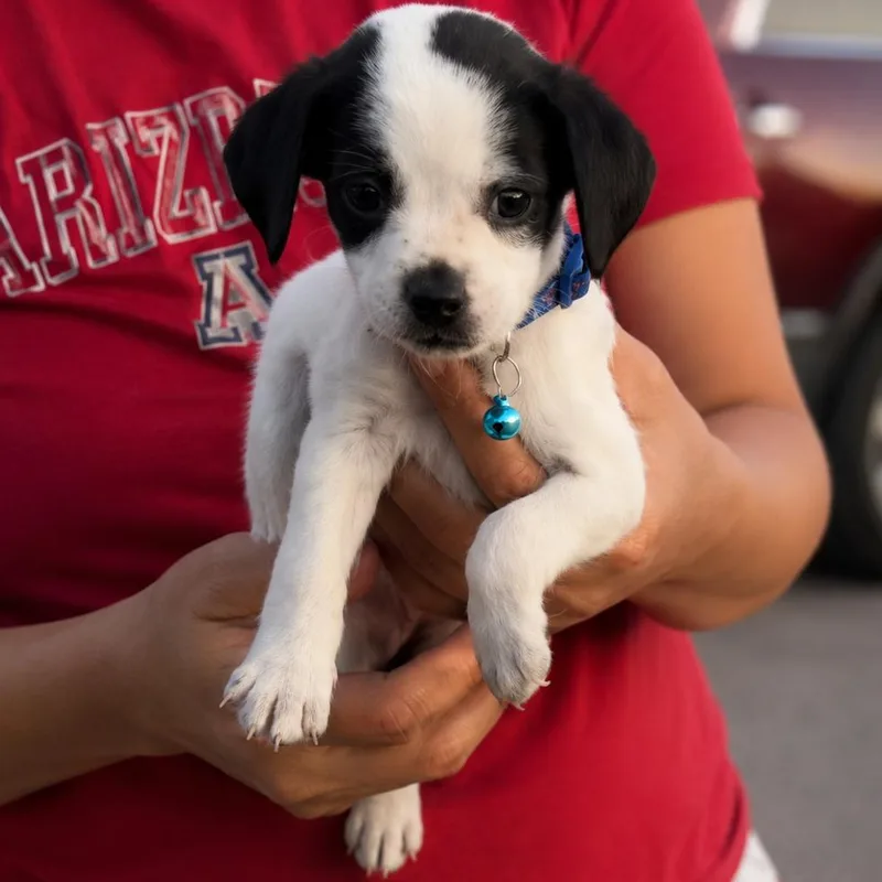 Jax