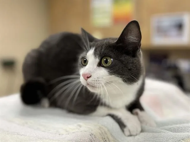A young small-sized female Domestic Short Hair cat named Meelo for adoption in Aliquippa, PA