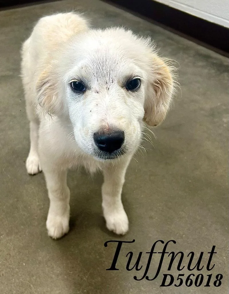 A baby medium-sized male Mixed Breed dog named Tuffnut for adoption in Clarksville, TN