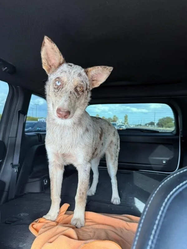 A young medium-sized male Australian Cattle Dog / Blue Heeler dog named Loki for adoption in Houston, TX